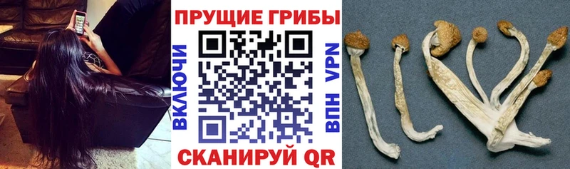 Псилоцибиновые грибы MAGIC MUSHROOMS дарнет шоп Торжок